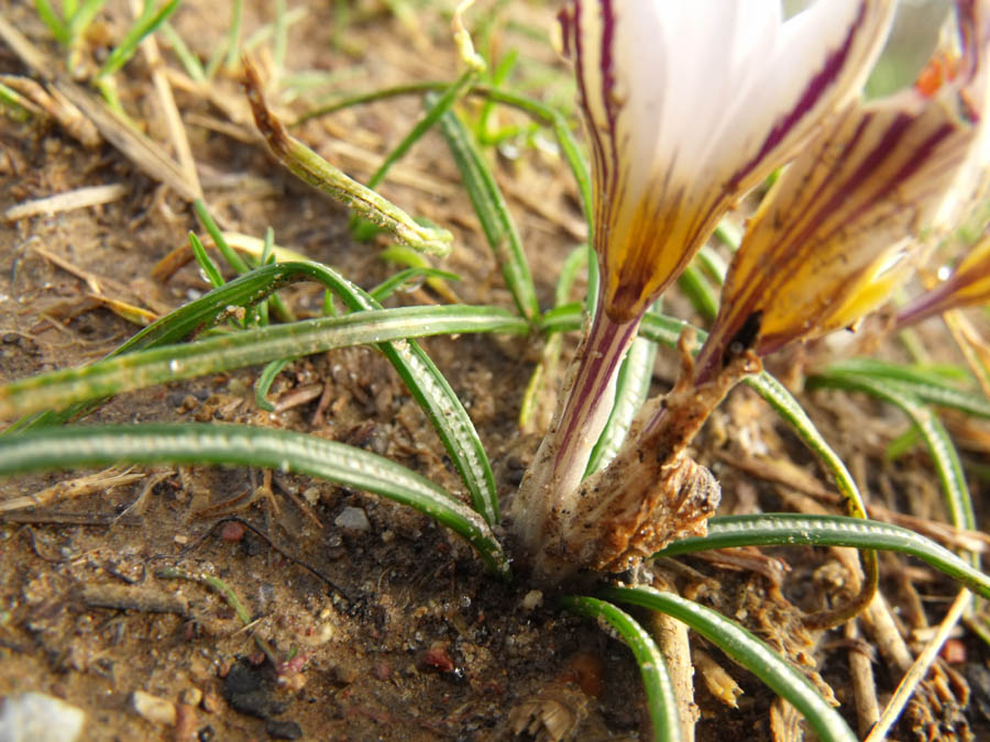 Crocus biflorus